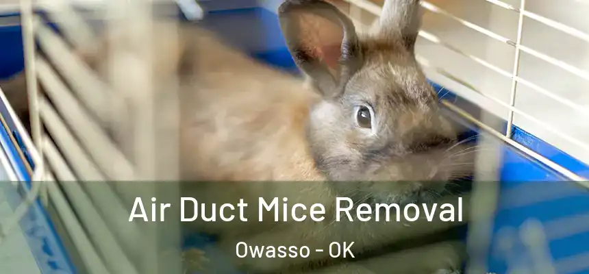  Air Duct Mice Removal Owasso - OK